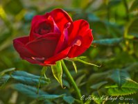 _DSC0360-Edit-Edit.jpg