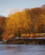 43-willow pond3.jpg