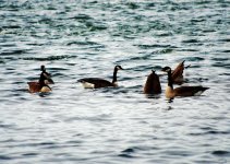 geese everywhere.jpg