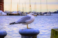 44-Seagull.jpg