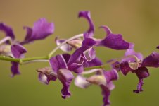 Orchid Closeup.jpg