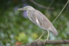 Bird closeup - Kumarakom Backwater.jpg