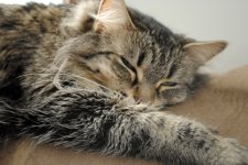 sleepy head.jpg