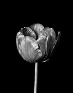 Tulip-BW.jpg