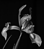 Orchid-BW.jpg