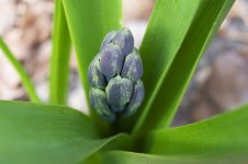 64-Hyacinth.jpg