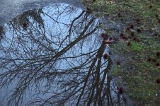 puddle.jpg