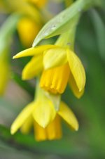 70-daffodil.JPG