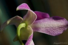 72-Orchid.jpg