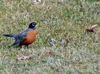 DSC_2384.jpg