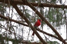 74-Cardinal.jpg
