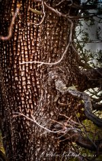 _DSC0192_4_5_6_7_tonemapped-Edit.jpg