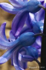 77-Hyacinth.jpg