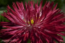 78-Daisy.jpg