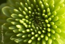 79-Mum.jpg
