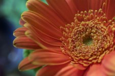 81-gerbera daisy.jpg