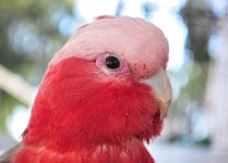 bird.jpg