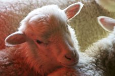 lamb original C2489.jpg