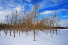 landscape march28th.JPG
