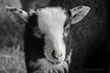 BW lamb.jpg