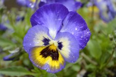 Pansy Flower 2.jpg