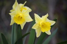 Daffodils.jpg