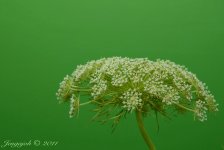 91-queen annes lace.jpg