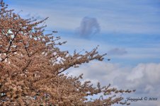 95-tree clouds.jpg