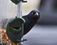 DSC_3547.jpg