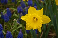 Tulip Fest-5A.jpg