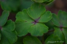 100-Columbine Leaves.jpg