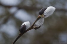 spring sign.jpg