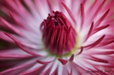 english daisy.jpg