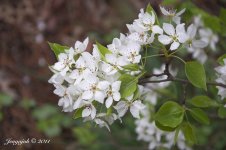 102-Bradford pear.jpg