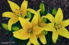 107-Lilies.jpg