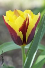 110-tulip.jpg