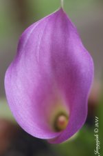 111-Calla Lily.jpg