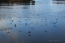 birds feeding.jpg