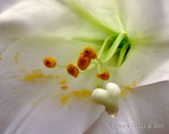 DSC_4392.jpg
