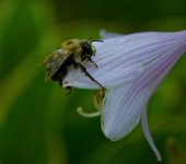 Bee Siesta.jpg