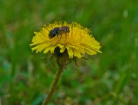 Another Bee Siesta.jpg