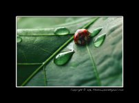 Lady-Bug-(27).jpg