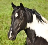 _horsehead_edited-1.jpg