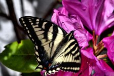 Butterfly.jpg