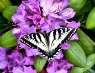 butterfly2.jpg