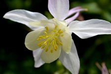 white flower.jpg