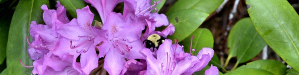 bee.jpg