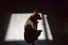 COOKIE IN A SUNBEAM.jpg