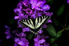 butterfly enhanced.jpg
