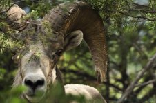 shysheep.jpg
